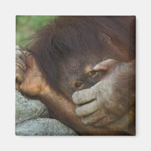 Aimant Orang-outan de Sumatra, Pongo pygmaeus