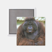 Aimant Orang-outan Pongo Pygmaeus (Recto/Verso)