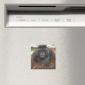 Aimant Orang-outan Pongo Pygmaeus (In Situ (Lave-vaisselle))
