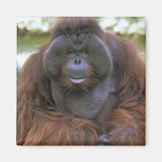 Aimant Orang-outan Pongo Pygmaeus (Devant)