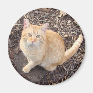 Aimant orange de chat