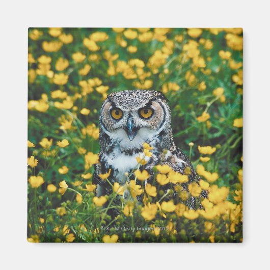 Aimant Orange Eyed Owl dans le pré des fleurs (Devant)