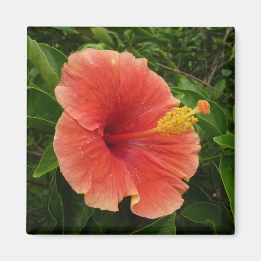 Aimant Orange Hibiscus Fleur Tropical Floral (Devant)