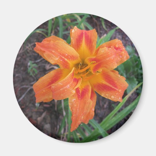 AIMANT ORANGE LILY FLOWEREE (Devant)