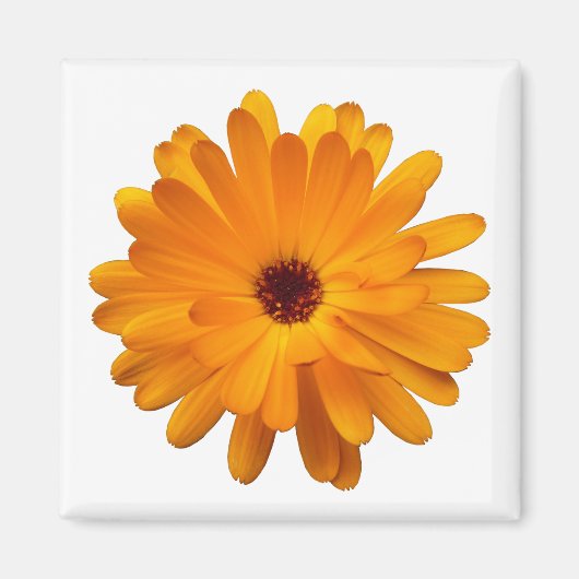 Aimant Orange Marigold (Devant)