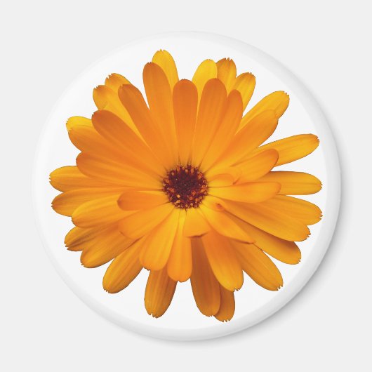 Aimant Orange Marigold (Devant)