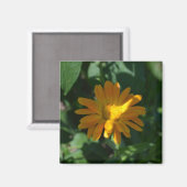 Aimant Orange Pot Marigold Flower (Calendula officinalis) (Recto/Verso)