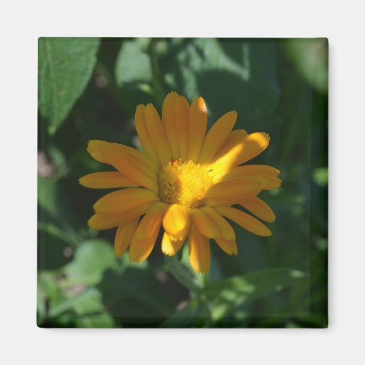Aimant Orange Pot Marigold Flower (Calendula officinalis) (Devant)