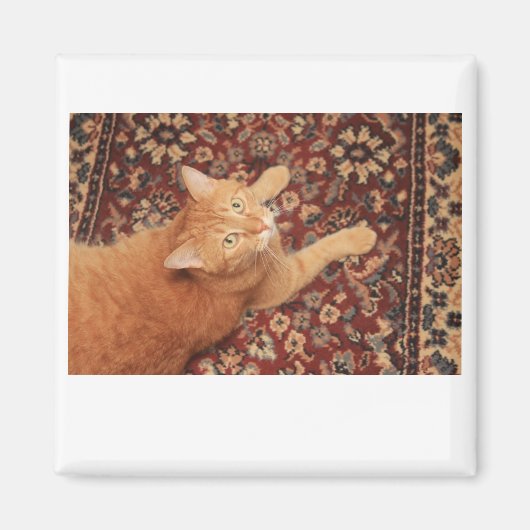 Aimant Orange Tabby (Devant)