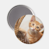 Aimant Orange Tabby Kitten (Recto/Verso)
