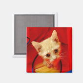 Aimant orange Tabby Kitten (Recto/Verso)