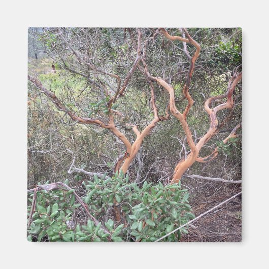 Aimant Orange Tree's à Torrey Pines San Diego Photo (Devant)