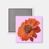 Aimant Orange Zinnia Fleur sauvage Nature Florale (Recto/Verso)