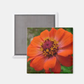 Aimant Orange Zinnia Fleur sauvage Nature Florale (Recto/Verso)