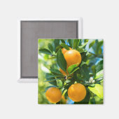 Aimant Oranger en fruits (Recto/Verso)