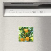 Aimant Oranger en fruits (In Situ (Lave-vaisselle))