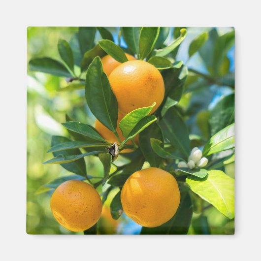 Aimant Oranger en fruits (Devant)