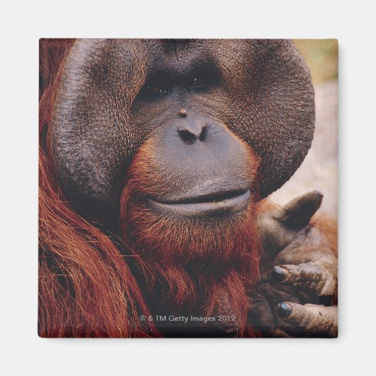 Aimant Orangoutan (Devant)