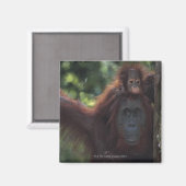 Aimant Orangutan (Recto/Verso)