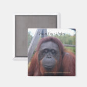 Aimant Orangutan au Camp Leakey, Kalimantan Borneo (Recto/Verso)