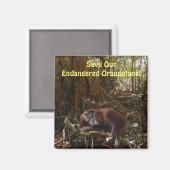 Aimant Orangutans en voie de disparition Primates Faune A (Recto/Verso)