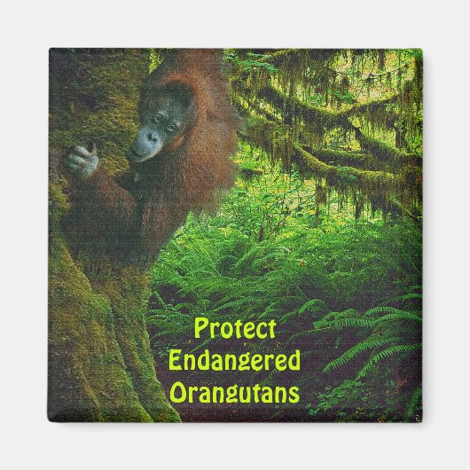 Aimant Orangutans en voie de disparition Red Apes Art Mag (Devant)
