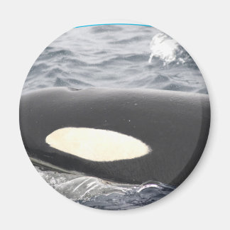 Aimant Orca Tête de baleine tueuse - Oval