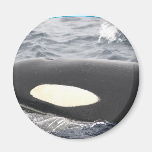 Aimant Orca Tête de baleine tueuse - Oval (Devant)