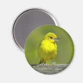 Aimant Orchard Oriole - Photo originale (Recto/Verso)