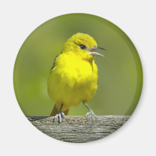 Aimant Orchard Oriole - Photo originale