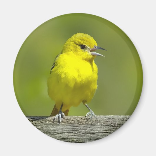 Aimant Orchard Oriole - Photo originale (Devant)
