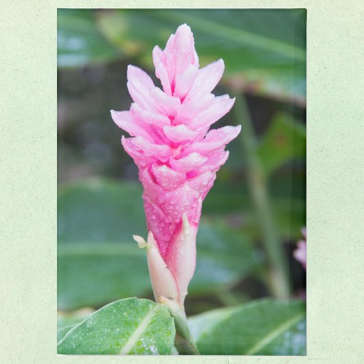 Aimant Orchidée brésilienne rose