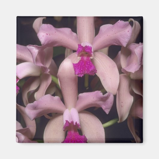Aimant Orchidée, (Cattleya amethystoglossa), Est (Devant)