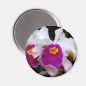 Aimant Orchidée de Cattleya - blanc/violet (Recto/Verso)