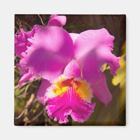 Aimant Orchidée de Cattleya Crimson rose (Devant)