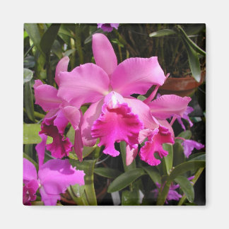Aimant Orchidée de Fuschia