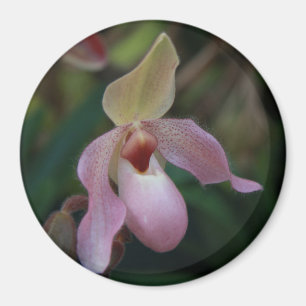 Aimant Orchidée de pantoufle de Madame rose