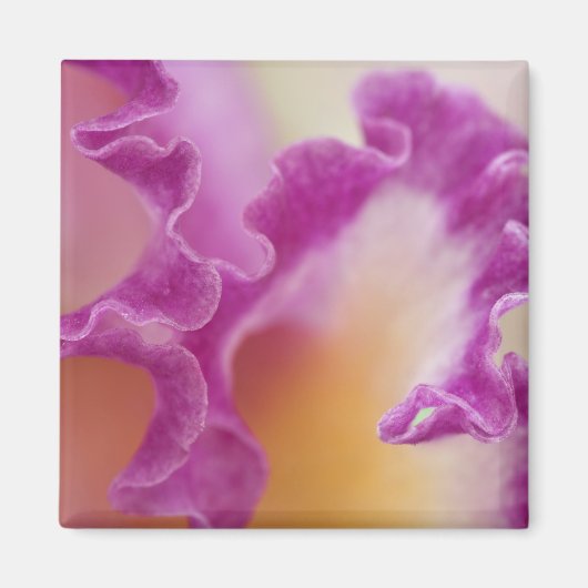 Aimant Orchidée hybride en gros plan, Delray Beach, Flori (Devant)