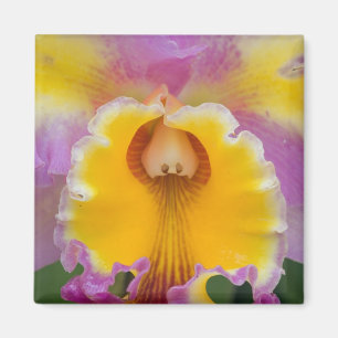 Aimant Orchidée hybride, Floride