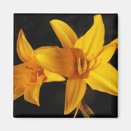 Aimant Orchidée jaune (Devant)