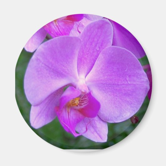 Aimant Orchidée Lavender Phalaenopsis (Devant)