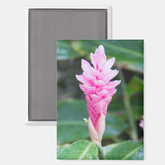 Aimant Orchidée rose brésilienne (Recto/Verso)