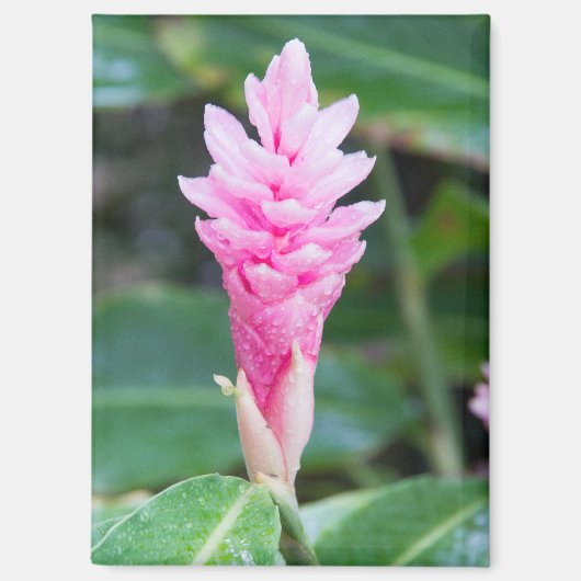 Aimant Orchidée rose brésilienne (Recto)