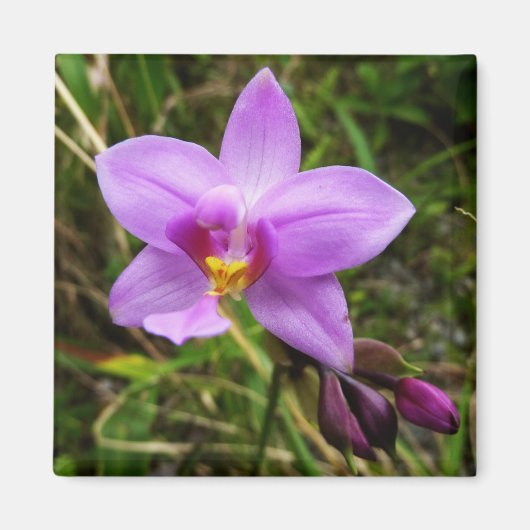 Aimant Orchidée sauvage violette Fleur tropicale (Devant)
