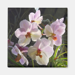 Aimant Orchidées de papillon - rose