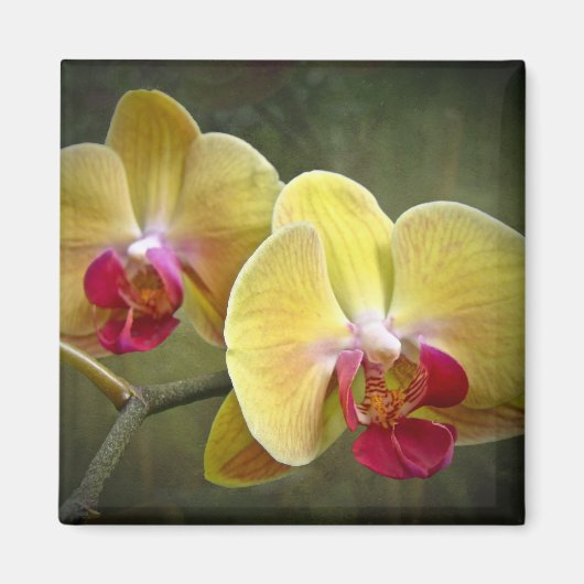 Aimant Orchidées de teigne jaune - Phalaenopsis (Devant)