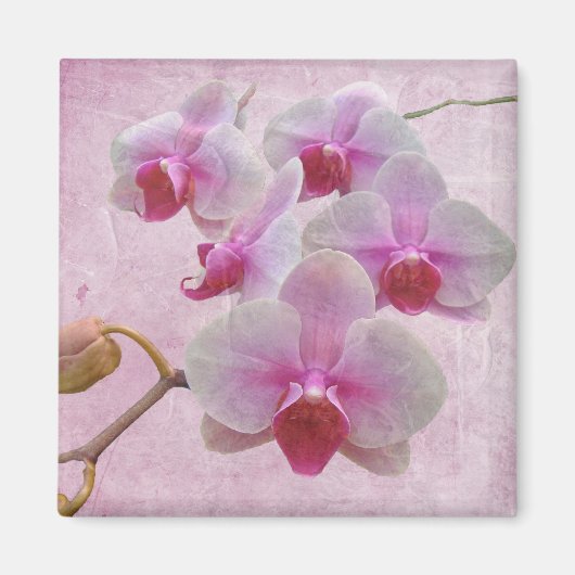 Aimant Orchidées de teigne rose - Phalaenopsis (Devant)