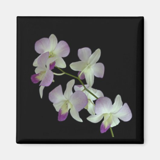 Aimant Orchidées en noir (Devant)