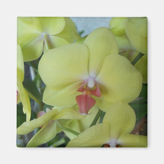 Aimant Orchidées jaunes (Devant)