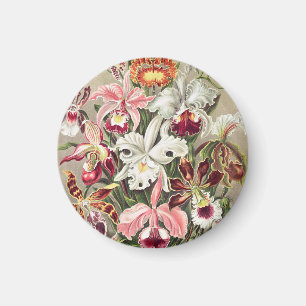 Aimant Orchidées, Orchideae Denusblumen par Ernst Haeckel